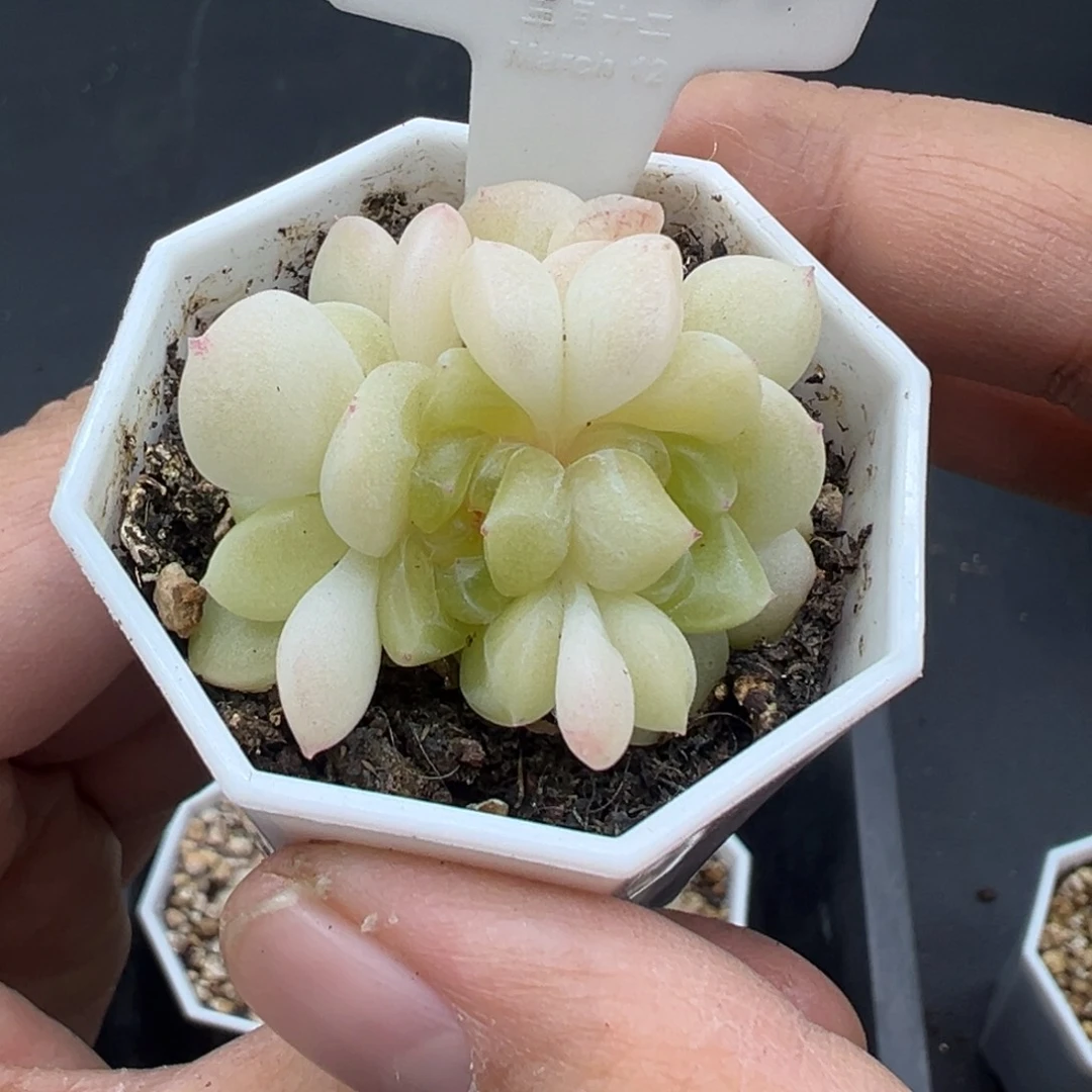 小***花702号财富密码1563