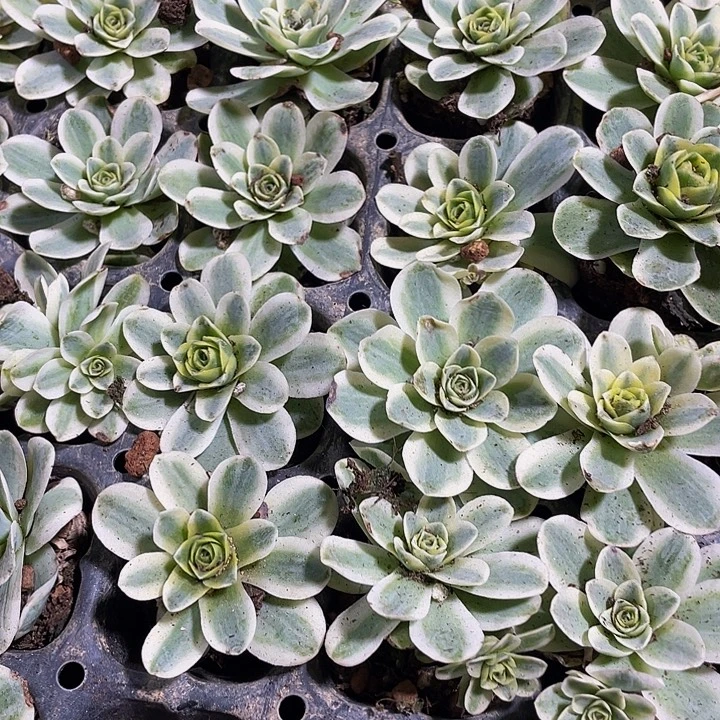玫瑰锦2.8带土发货
