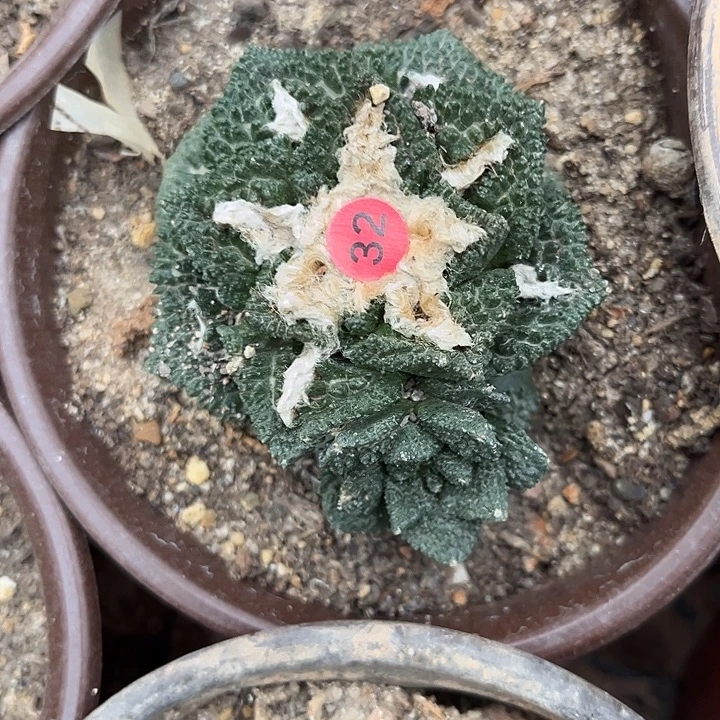 苗接落地有根辛顿32