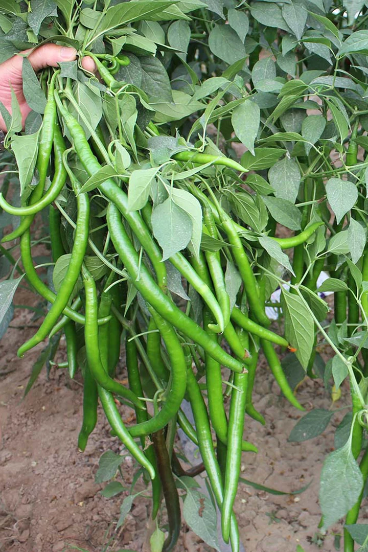 浙江天台北山农家现摘高山线椒3斤（微微辣）顺丰包邮