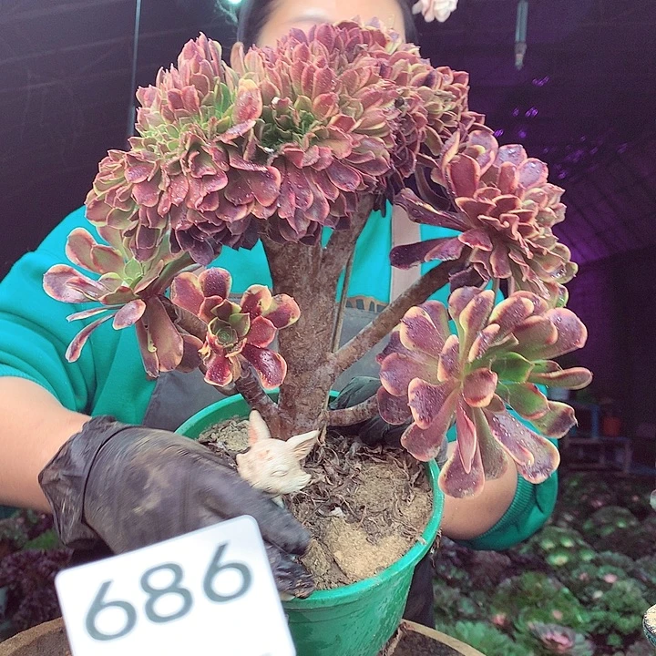 柒柒精品多肉脱土发货不包断侧枝686