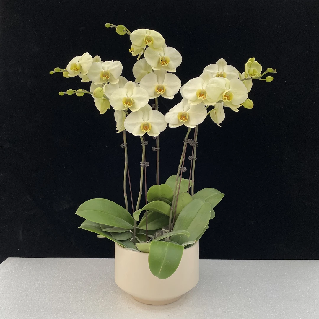 南汐蝴蝶兰【达尔文】黄花系年宵热宠品种 带花带花苞发货好养