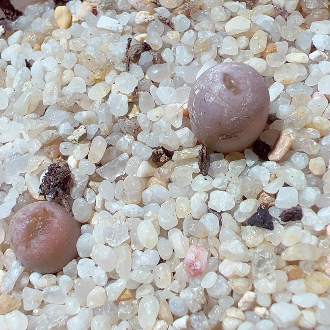 1222-392多肉多肉