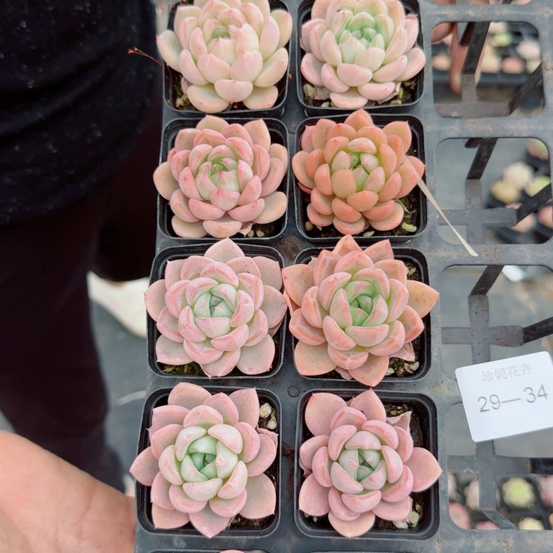 爱沙梦露十棵量拍29-34