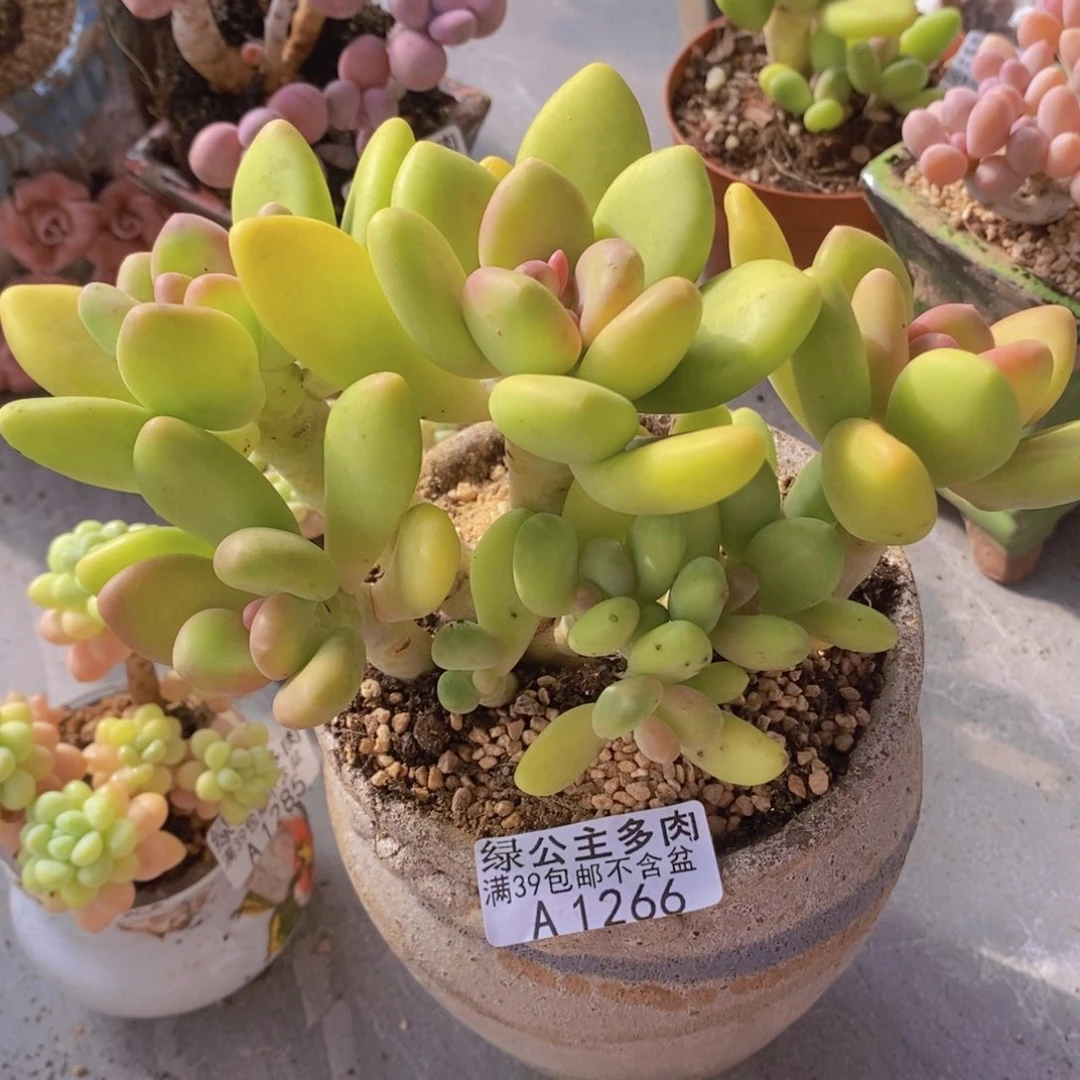 芒果奶13cm1266多肉植物