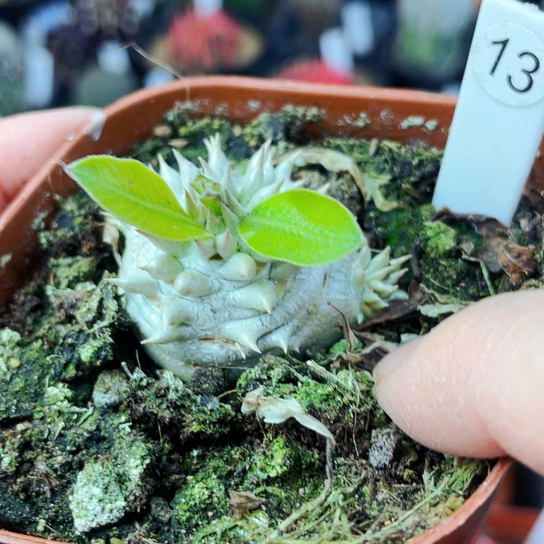 大黑非偏远地区满25包邮仙人球