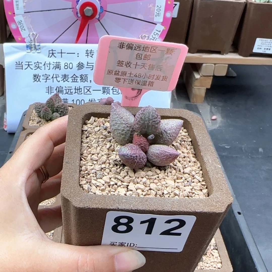 大**?812奶油猪肝多肉植物