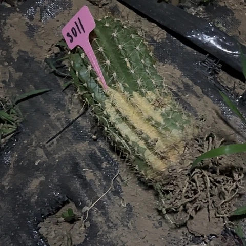 清清46有斑介意勿拍3011