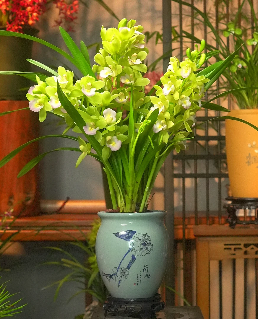 蕙兰铭品【翡翠香兰】 兰花带花苞 卧室阳台室内外好养盆栽
