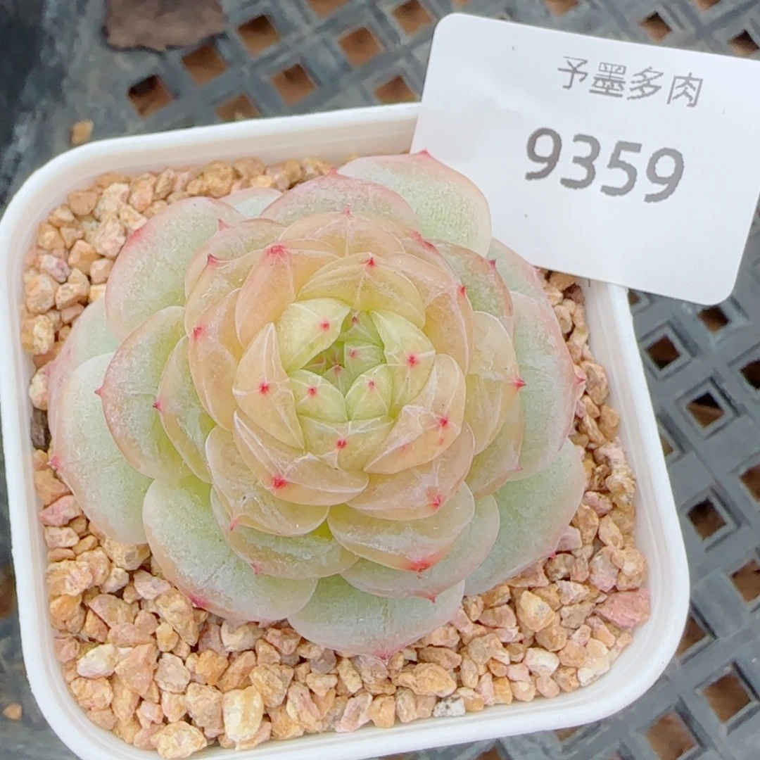 白玉珍妮，9359多肉植物