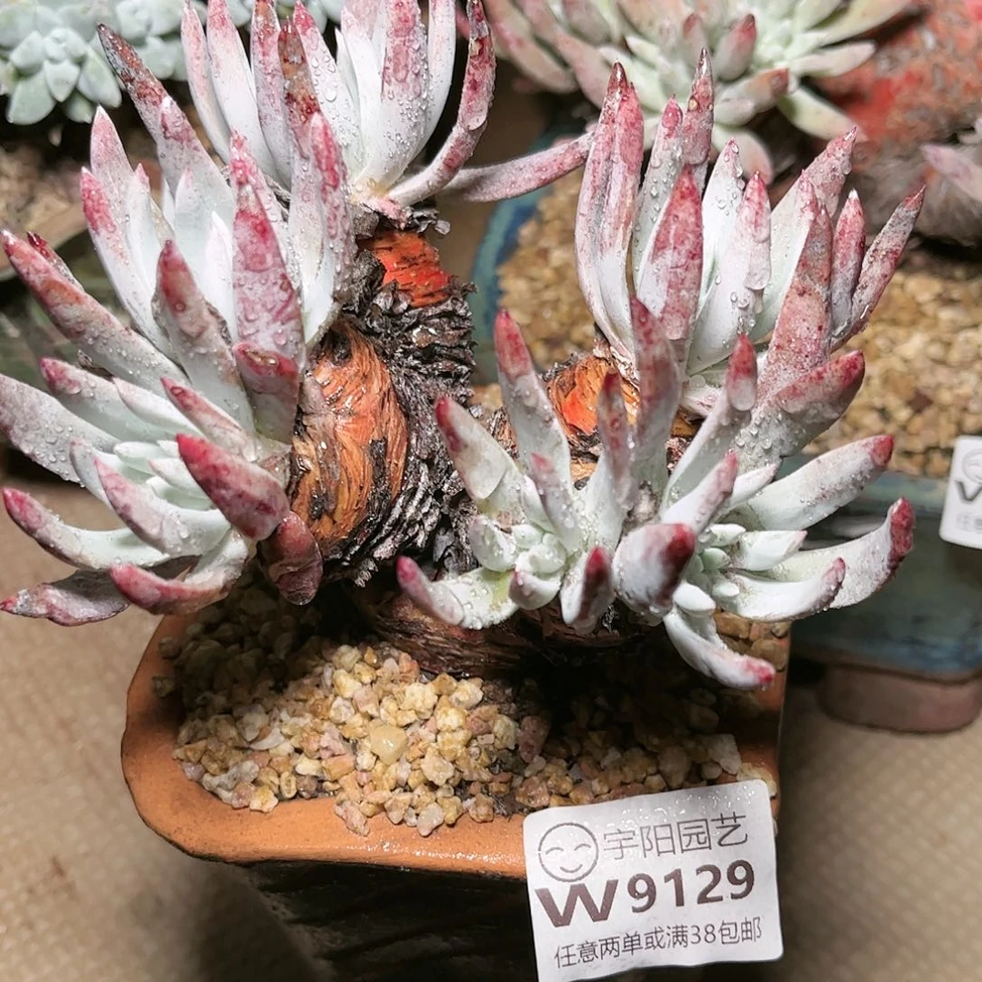 9129海瑟仙女杯多肉