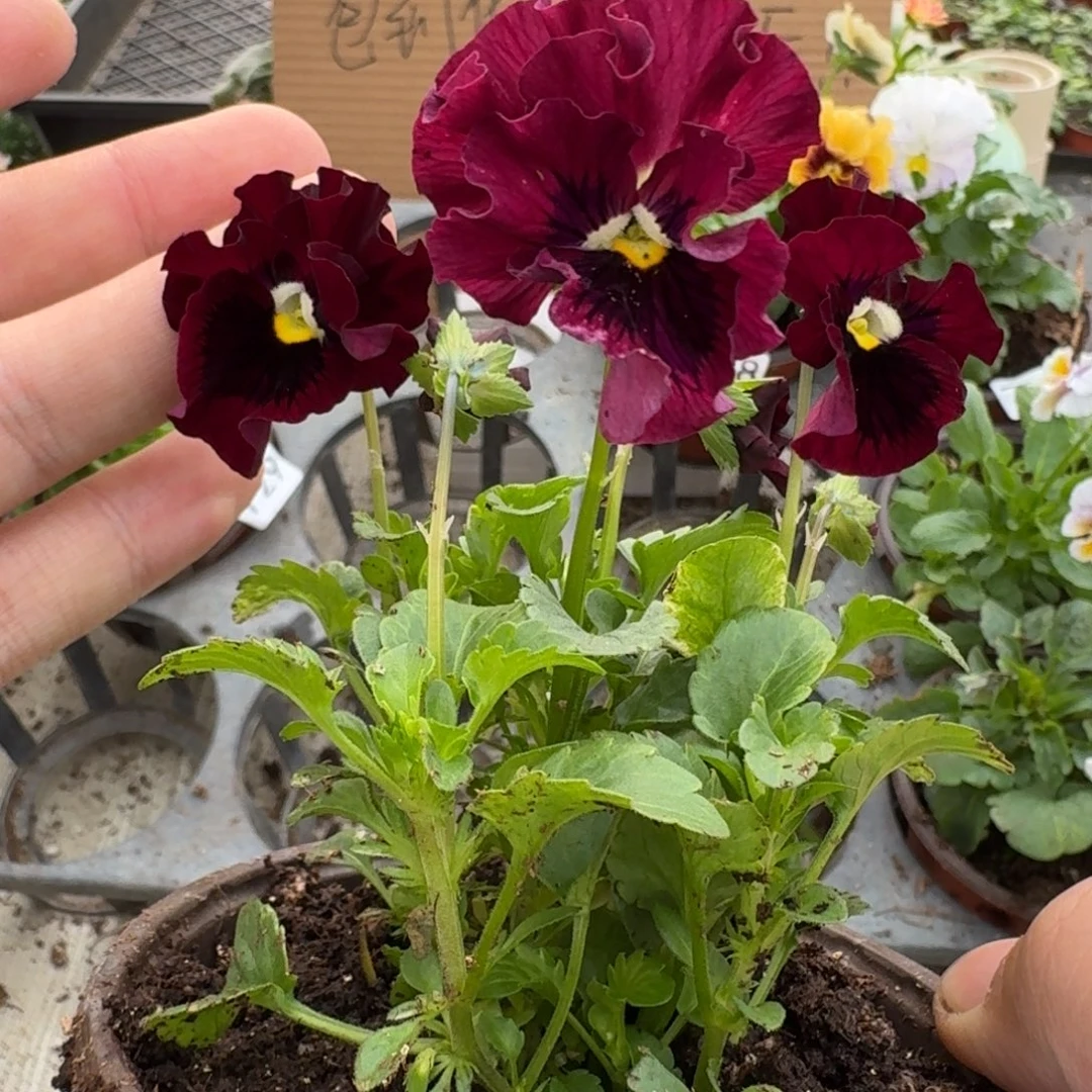 大部分花苞少量开放765