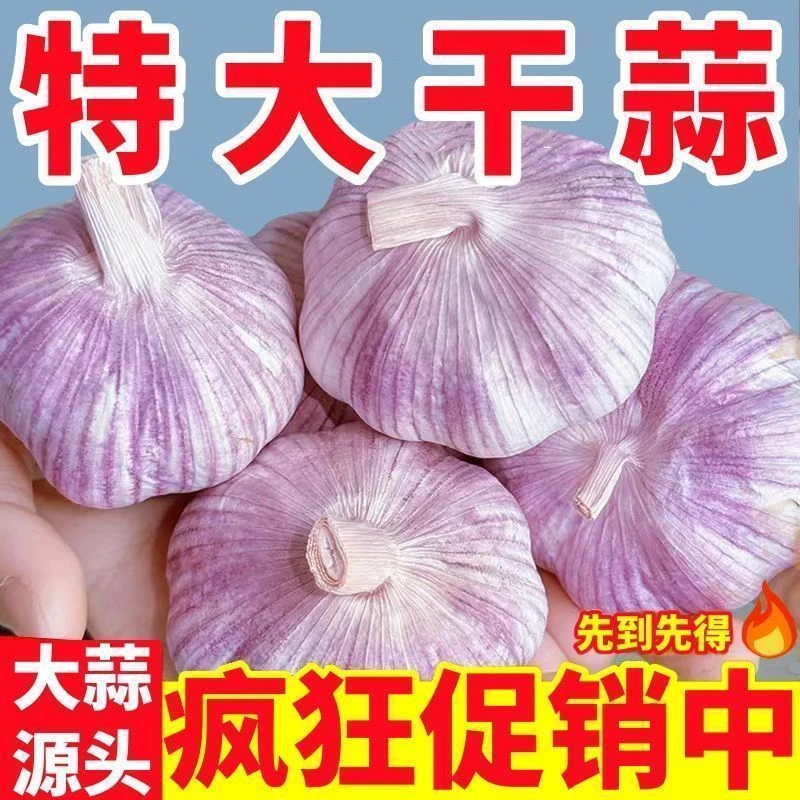 【十足干】金乡紫白皮大蒜头干蒜批发新鲜便宜特大果大蒜包邮整箱