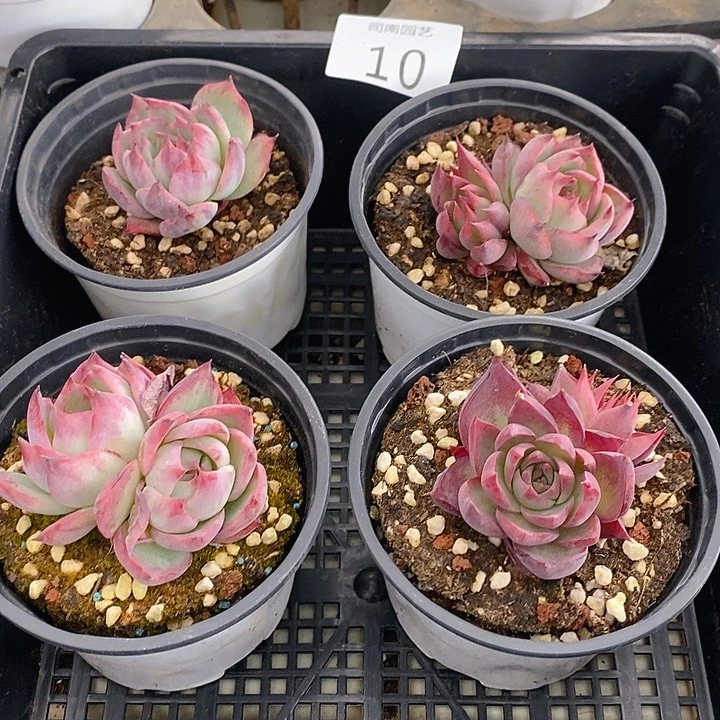 10 多肉植物盆栽花卉植物