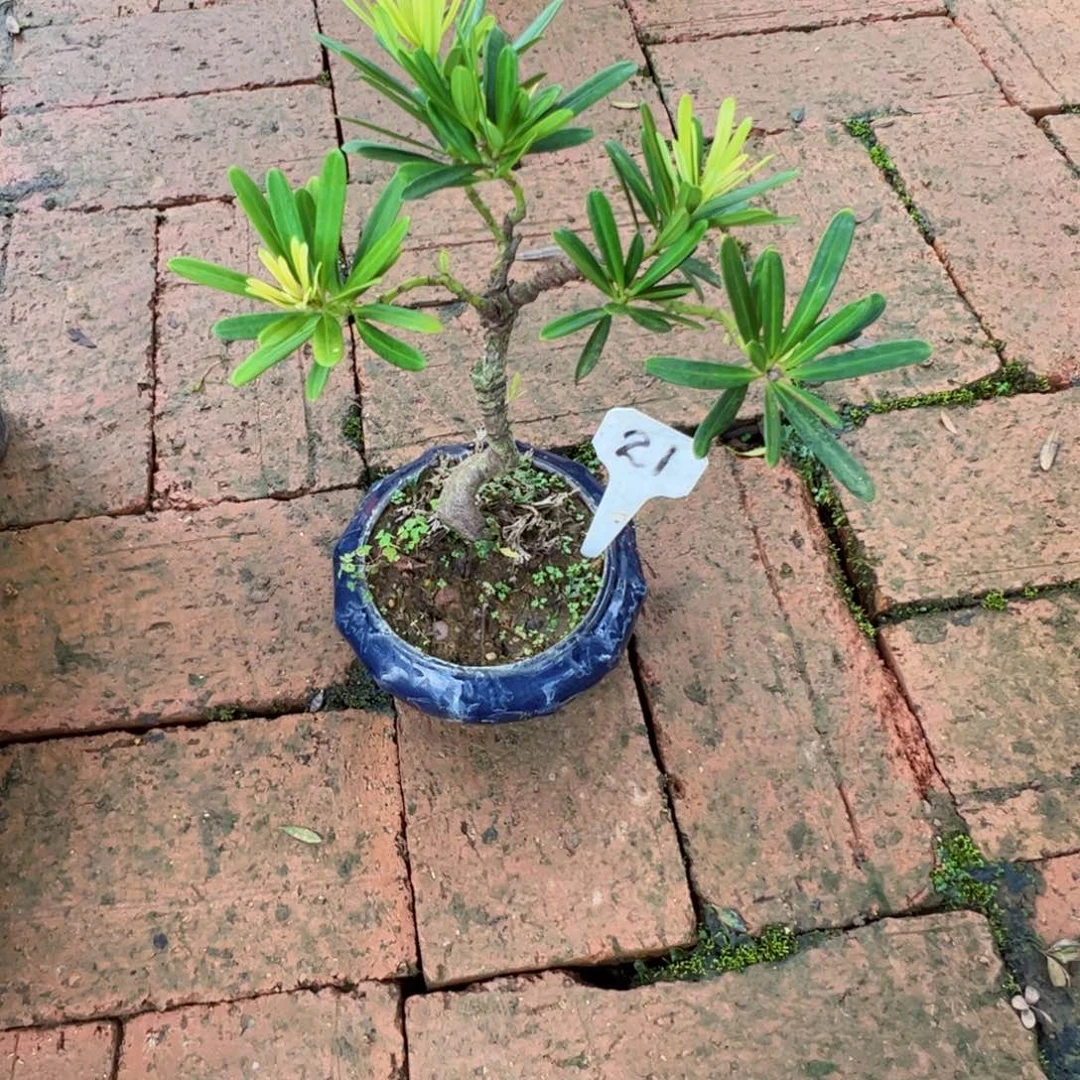 广***健完全开放黄金钻不带盆