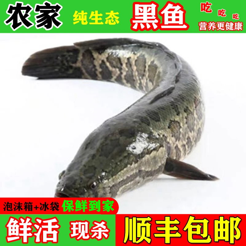 农家生态淡水湖新鲜黑鱼鲜活现杀乌鱼财鱼新鲜炖汤术后孕妇滋补汤