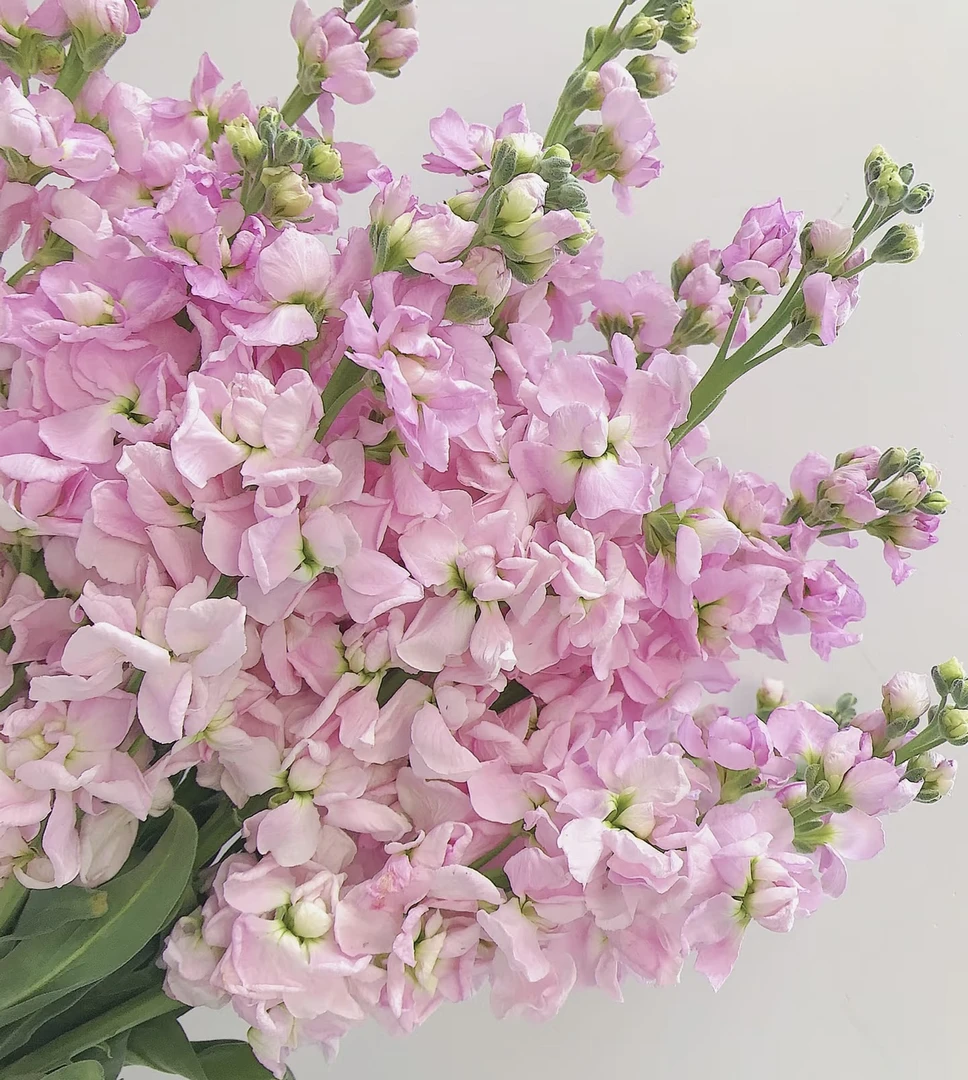 紫罗兰，切花清香型