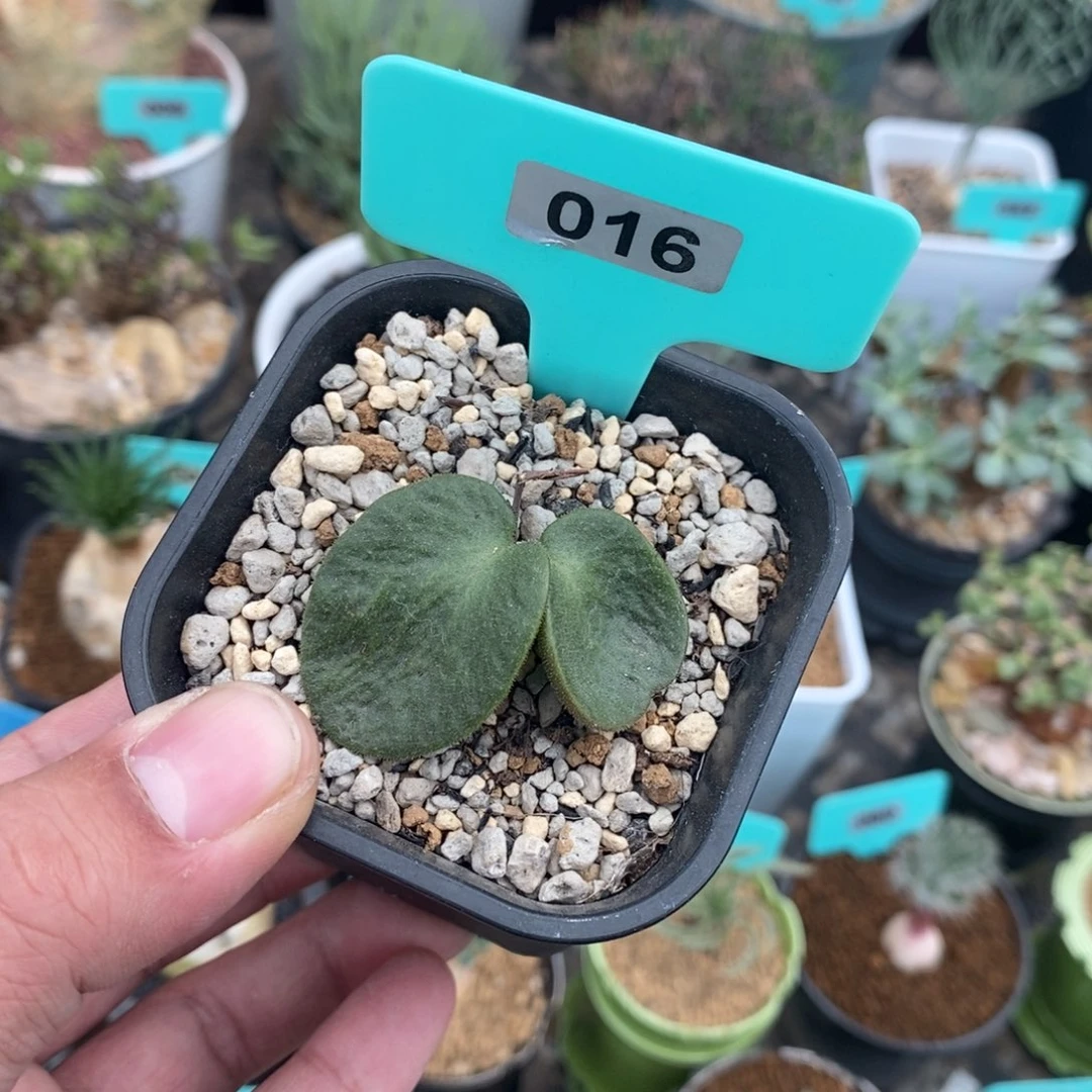 猪耳朵多肉植物一个