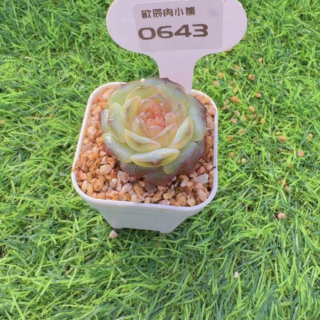 蛋***憨多肉植物杂交0643