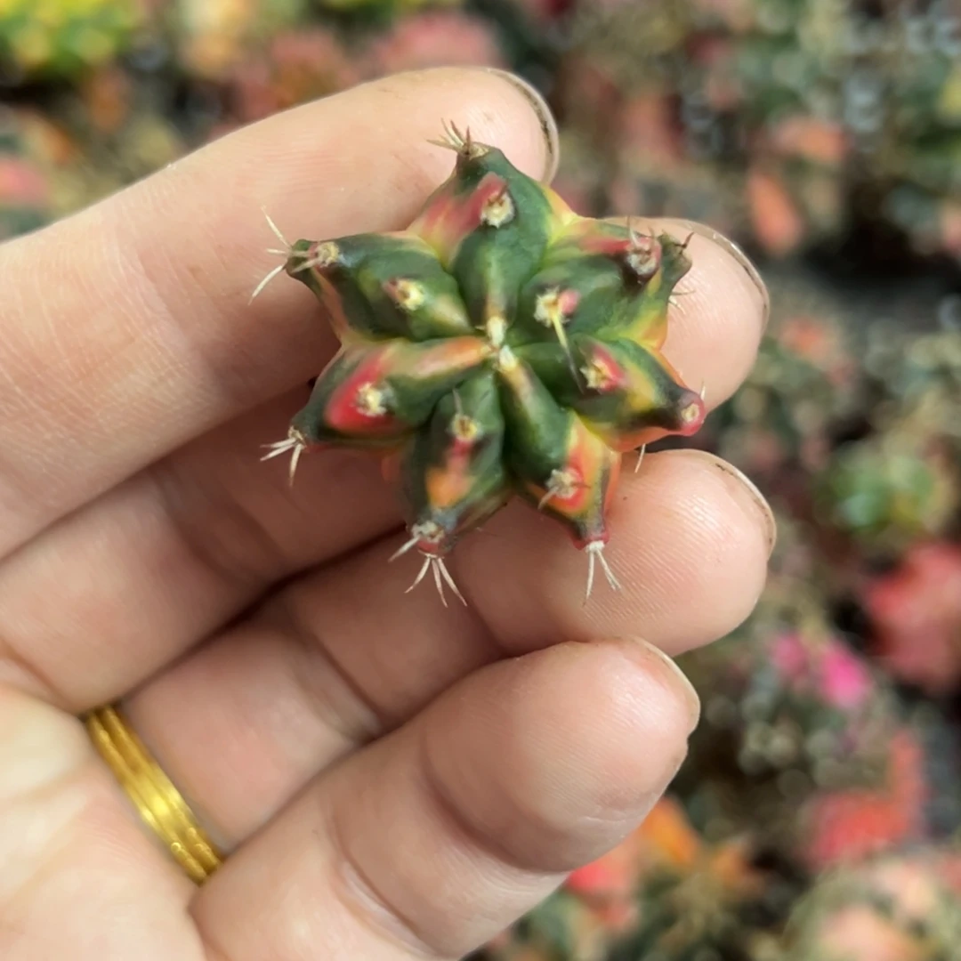 名品侧芽自根脱土发货4