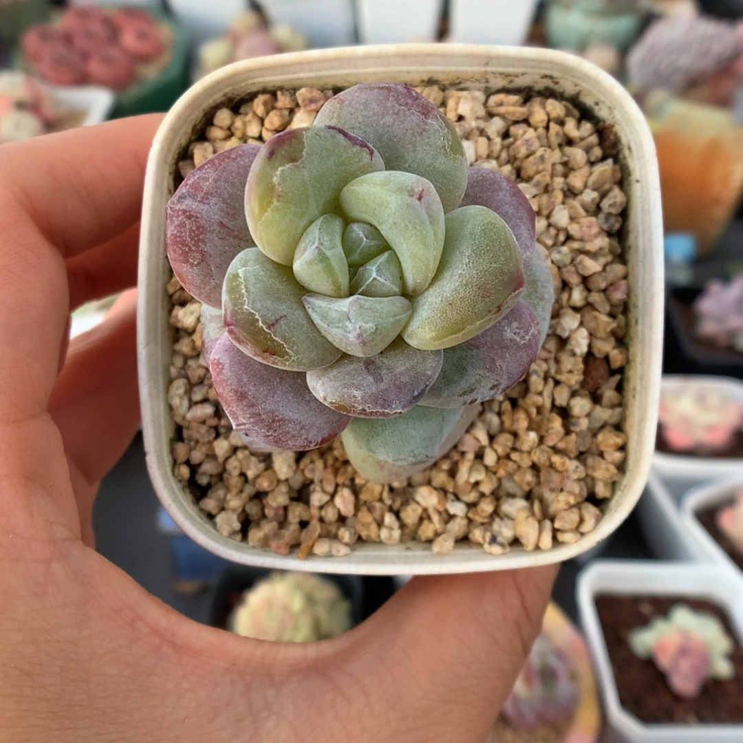 渐变色冰玉石化多肉植物