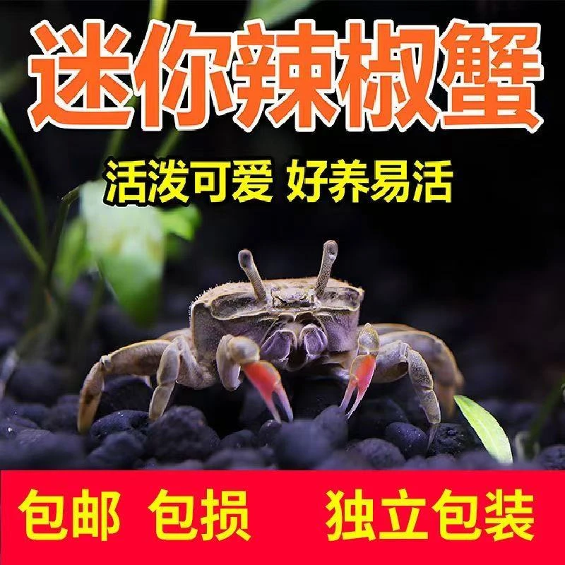 辣椒蟹淡水小螃蟹可作宠物还能清洁鱼缸粪便的观赏爬宠