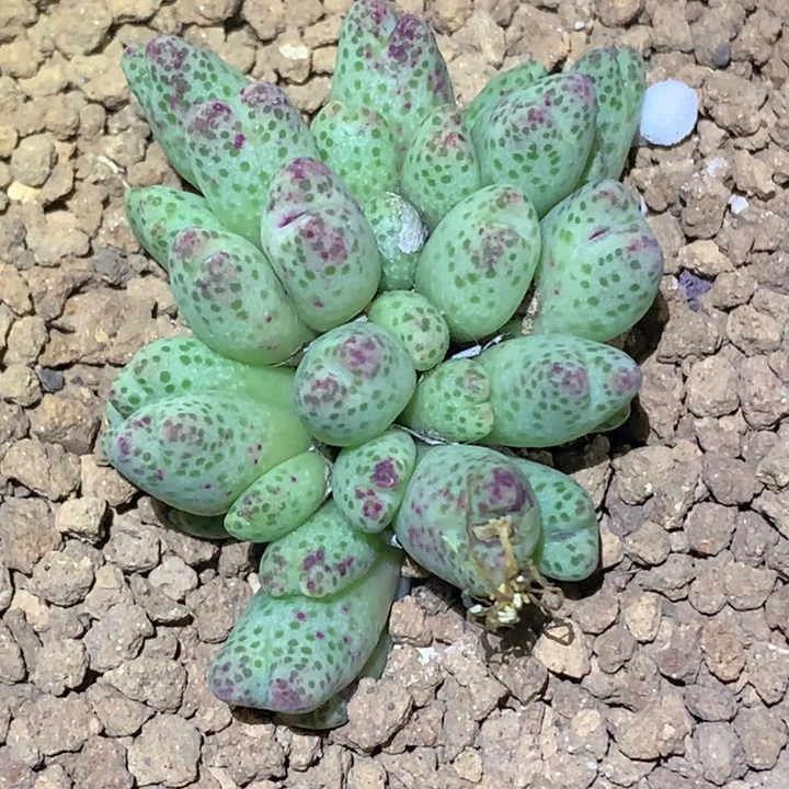 精品多肉植物精品多肉