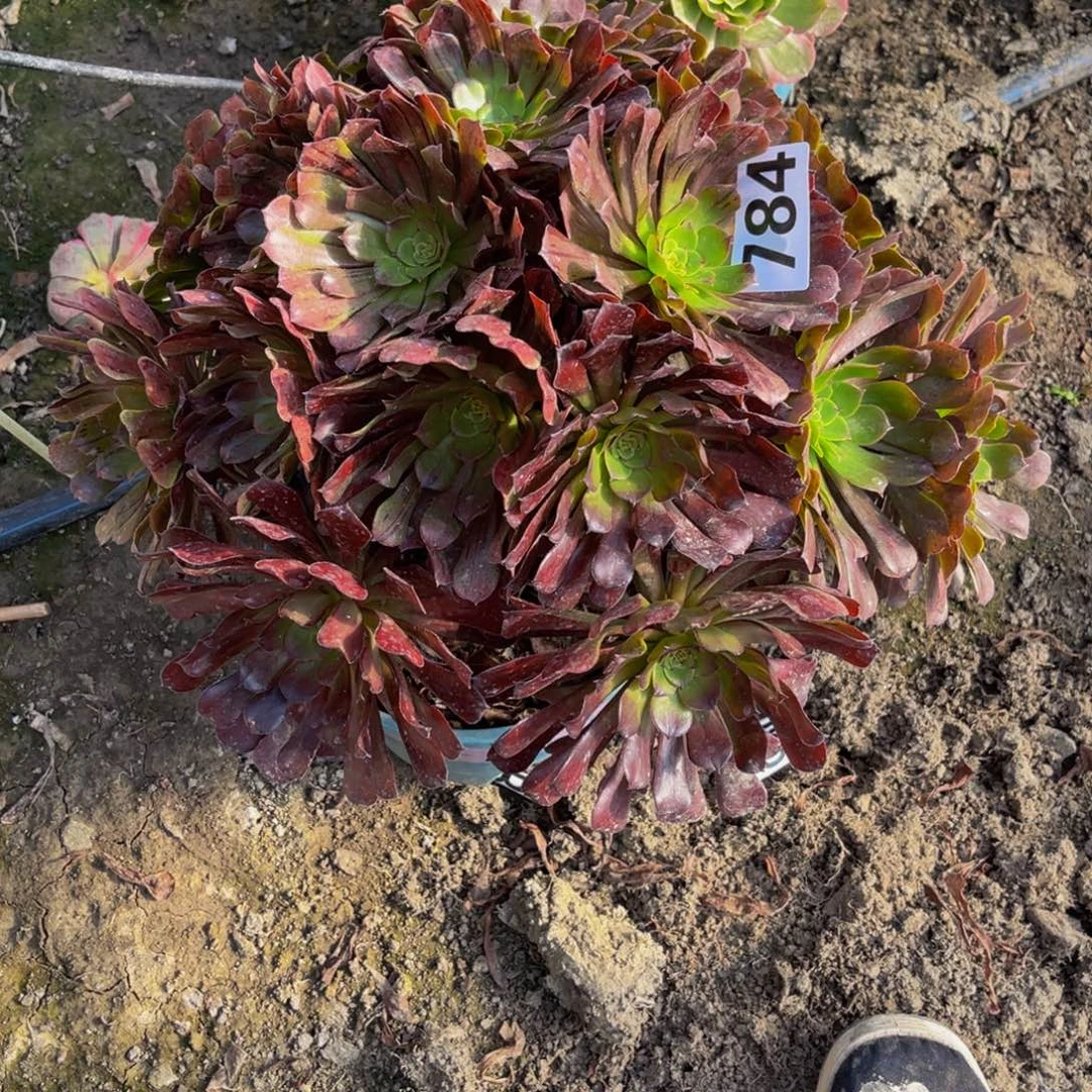 梅花法师26////-42包邮