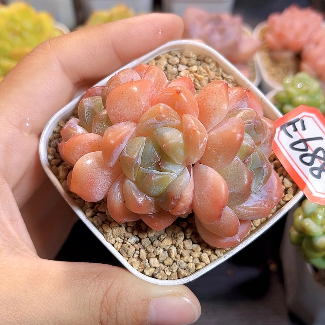 E688一物一拍 太妃