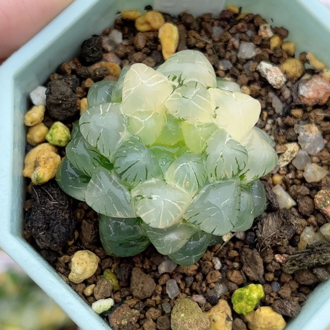 157奈娘姬玉露锦福利专场