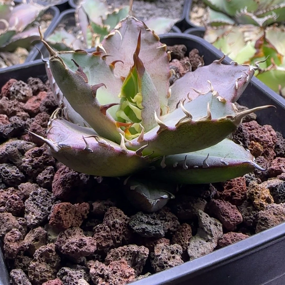 双十二活动实生仁王冠3