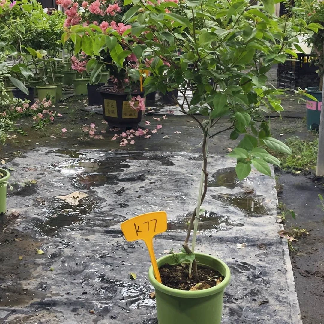 大部分花苞少量开放K77金发女郎