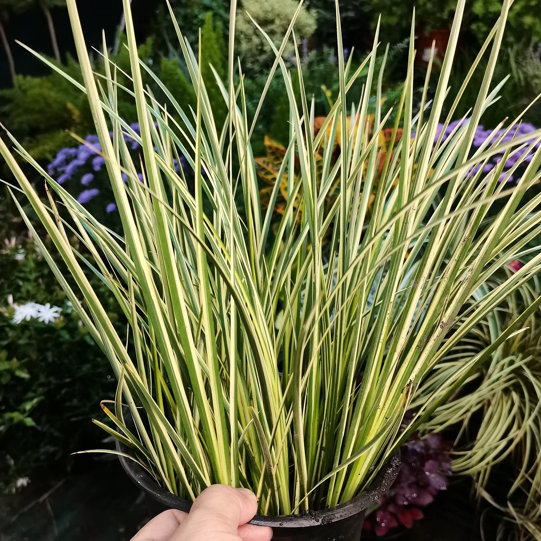 金凤凰菖蒲庭院造景水培植物蒲草盆景水陆缸园林绿植雨林缸微景观