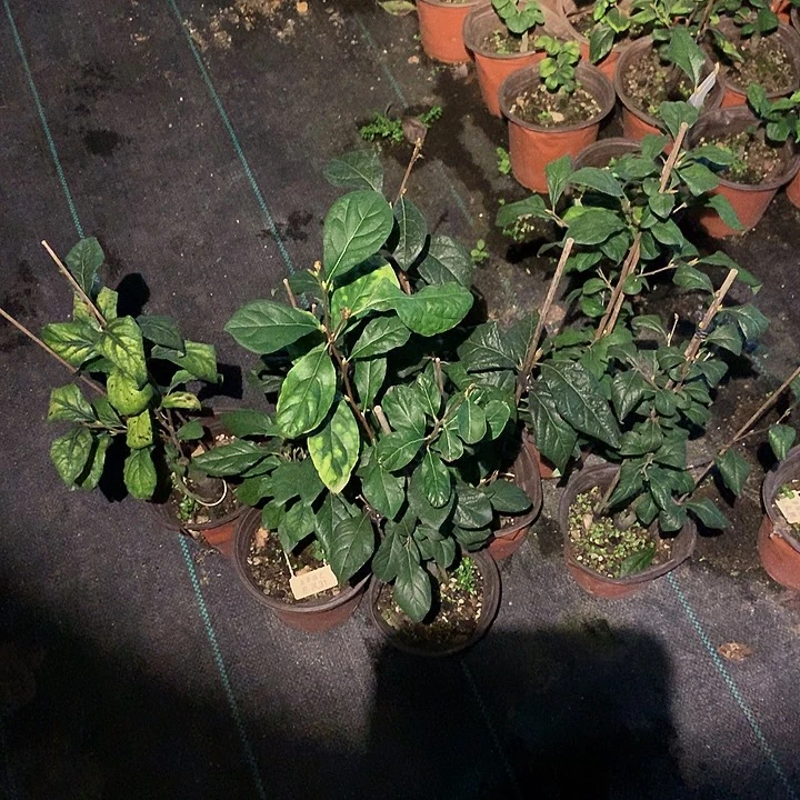 完全开放东风31嫁接苗37.8