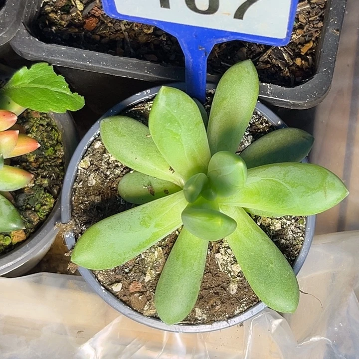 朵维奇一物一拍107