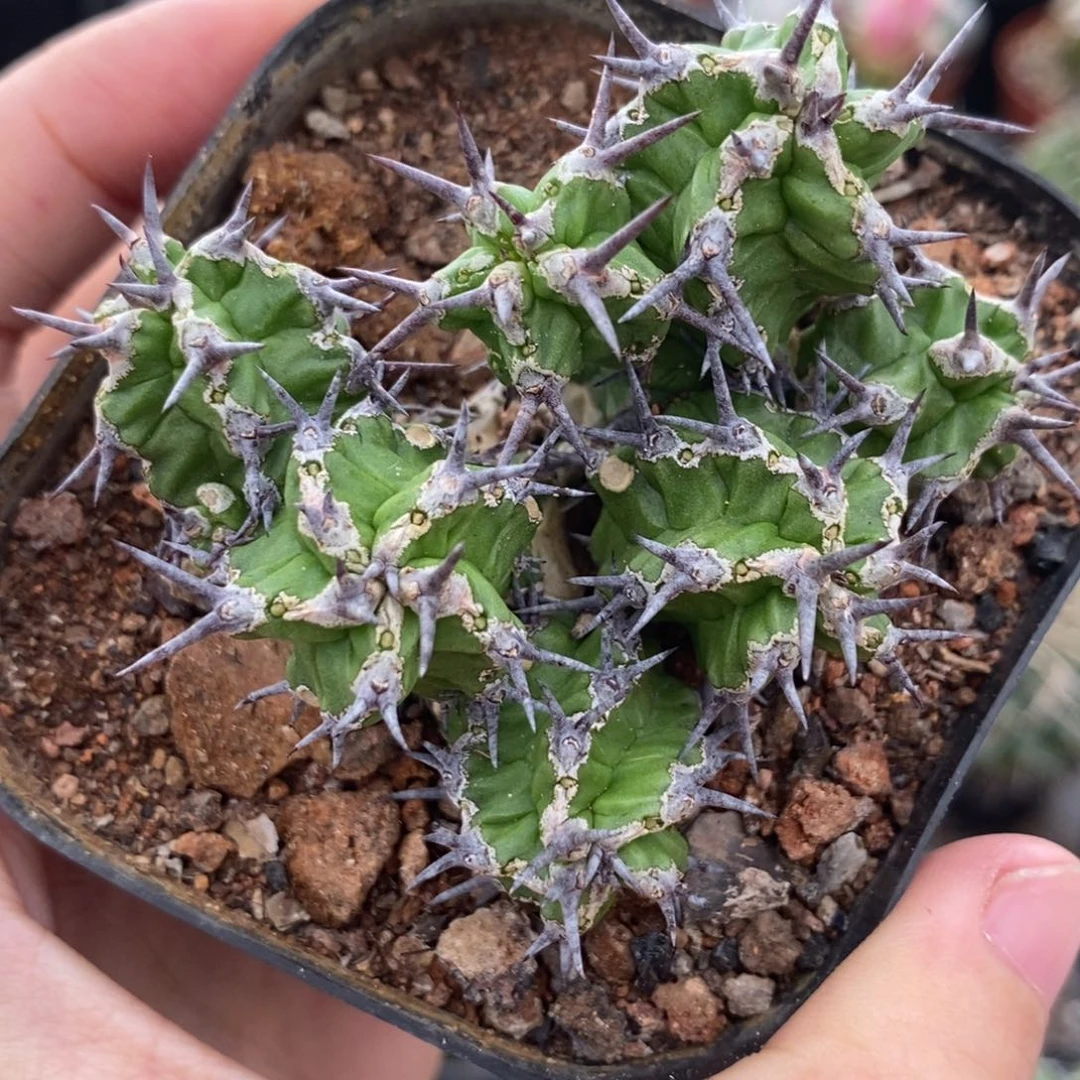 宝藏麒麟植播园艺优选