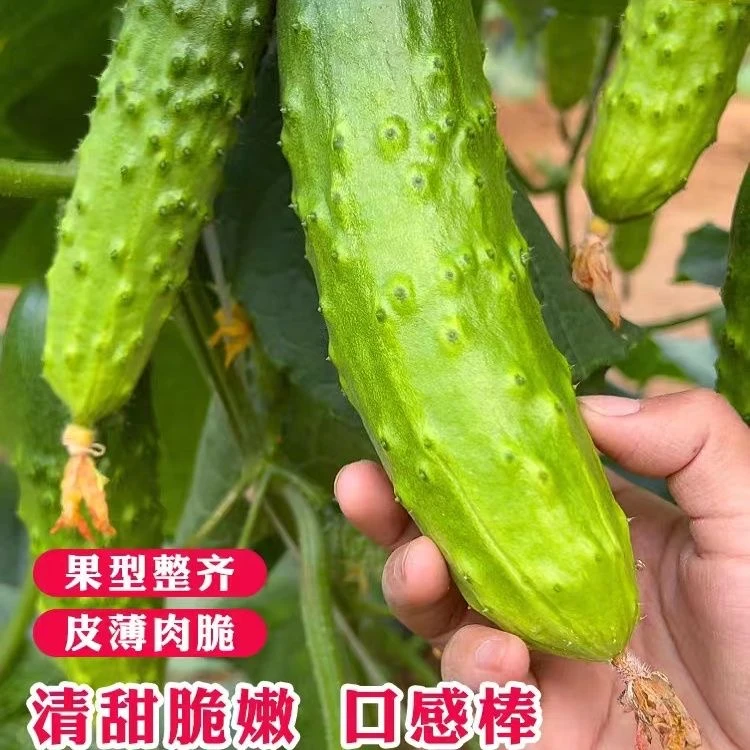 全雌香黄瓜种子家庭阳台小院盆栽地栽四季种植