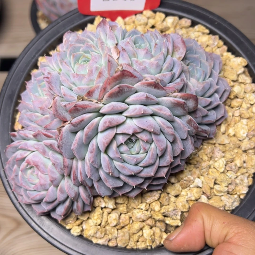 乐*美2640多肉多多多多多