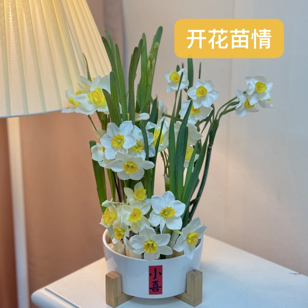 【带芽发货】漳州水仙花圆山水仙金盏玉台凌波仙子白色北欧风格盆