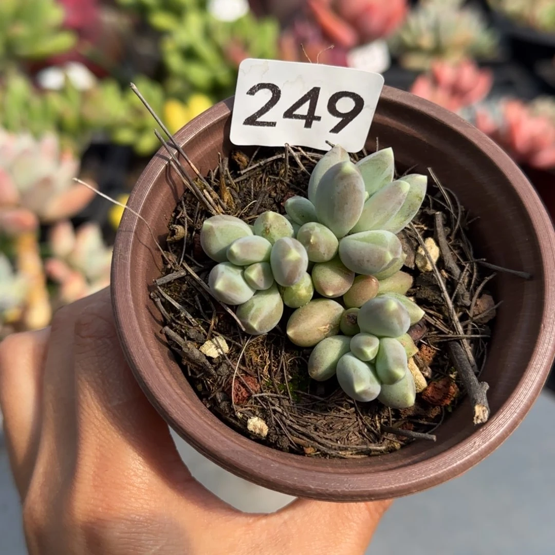 247号 一物一拍 一物一拍