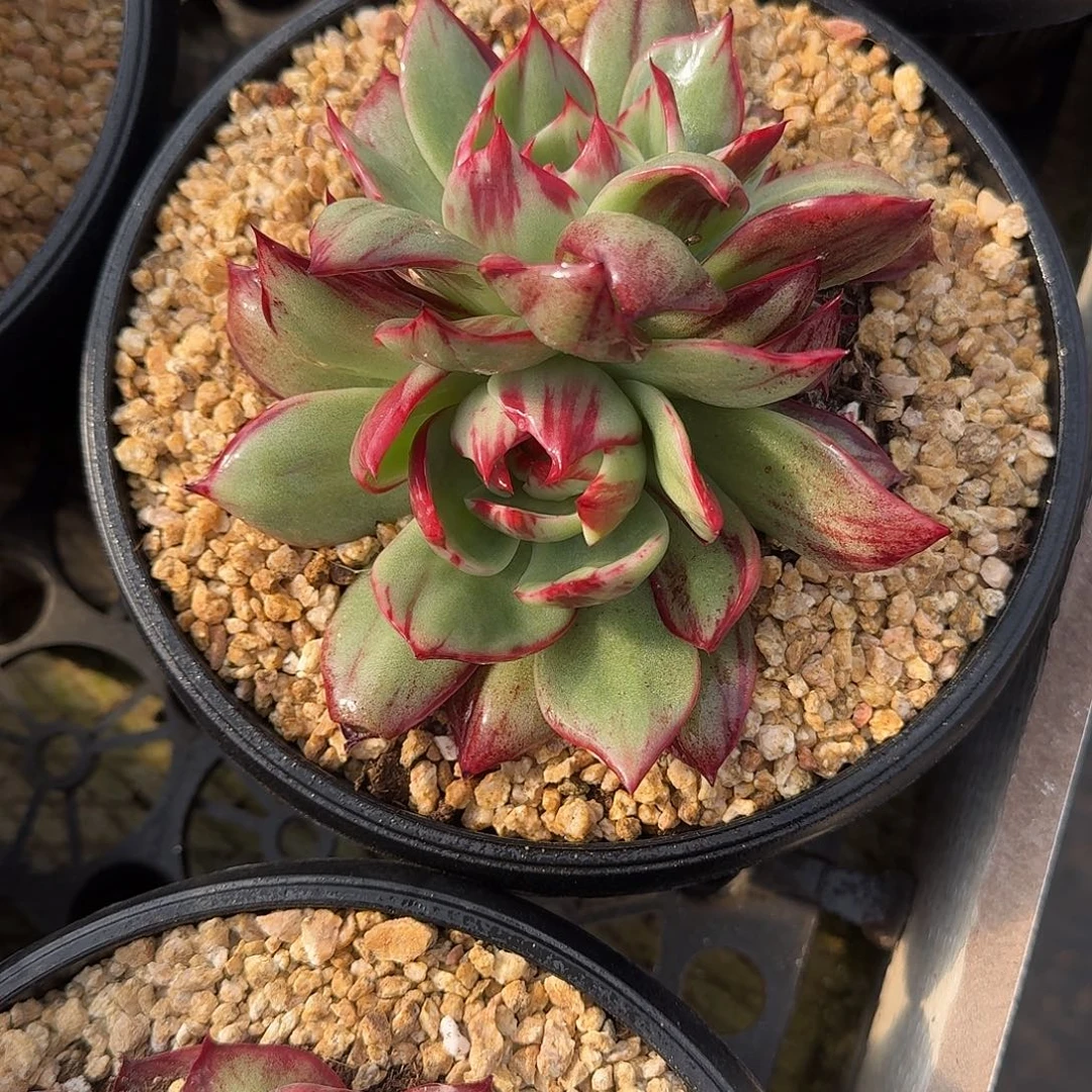 惊鸿仙子多肉植物