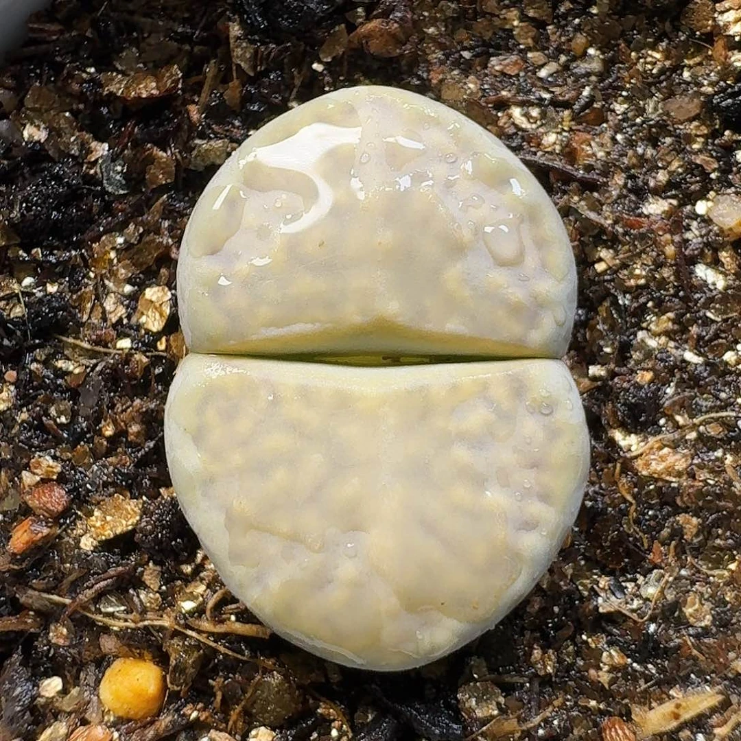 生石花11111。   207
