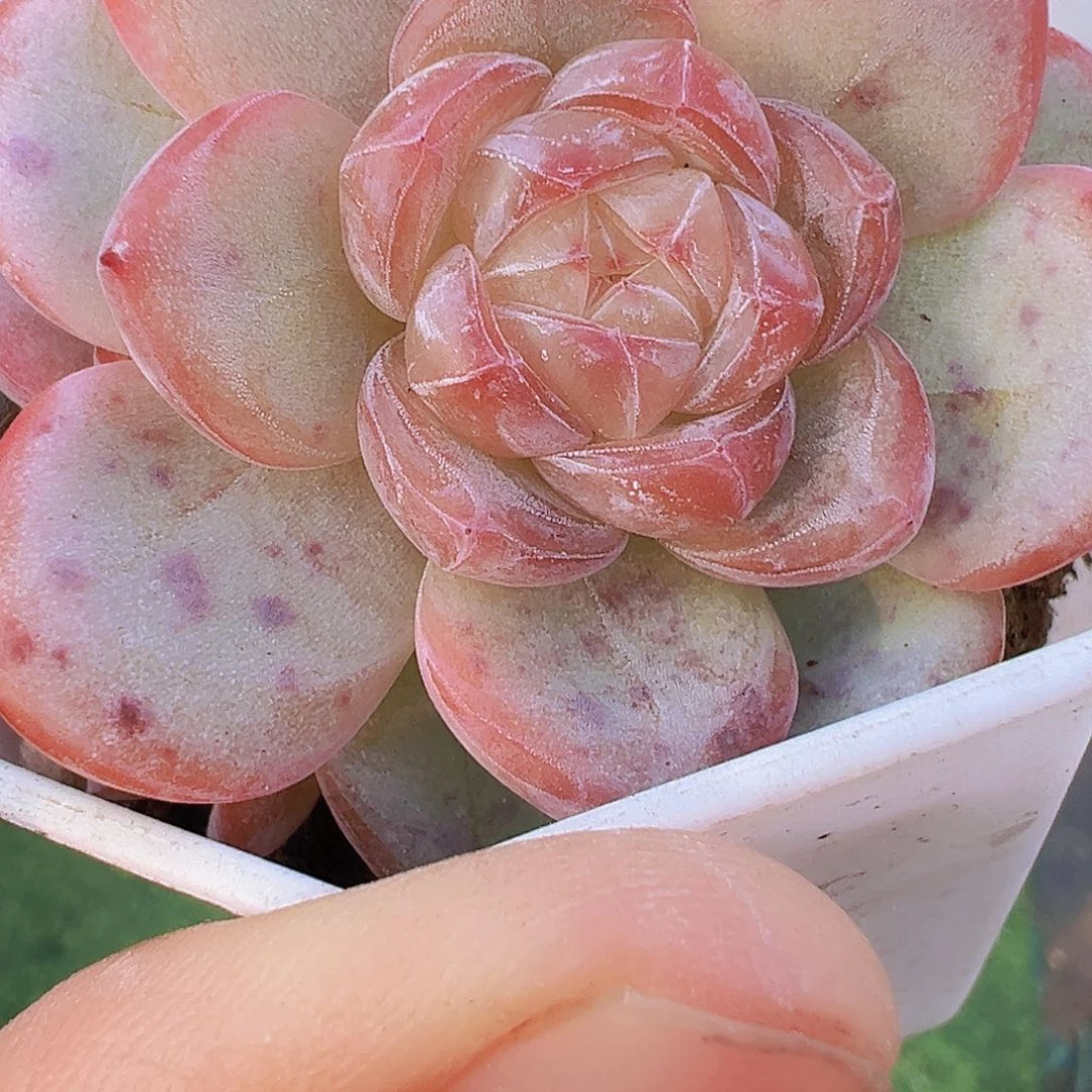 粉星星珍妮群19包邮多肉