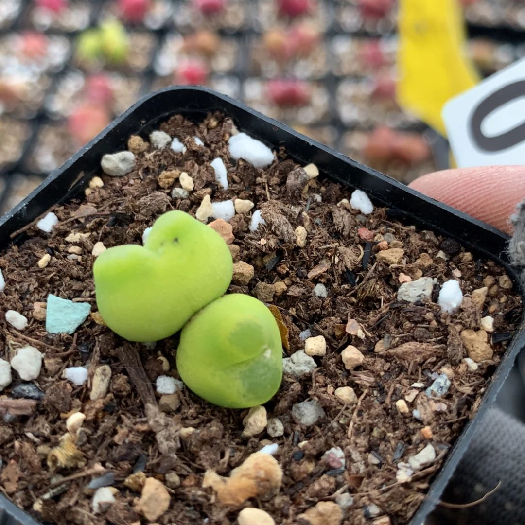 071母本母本有伤