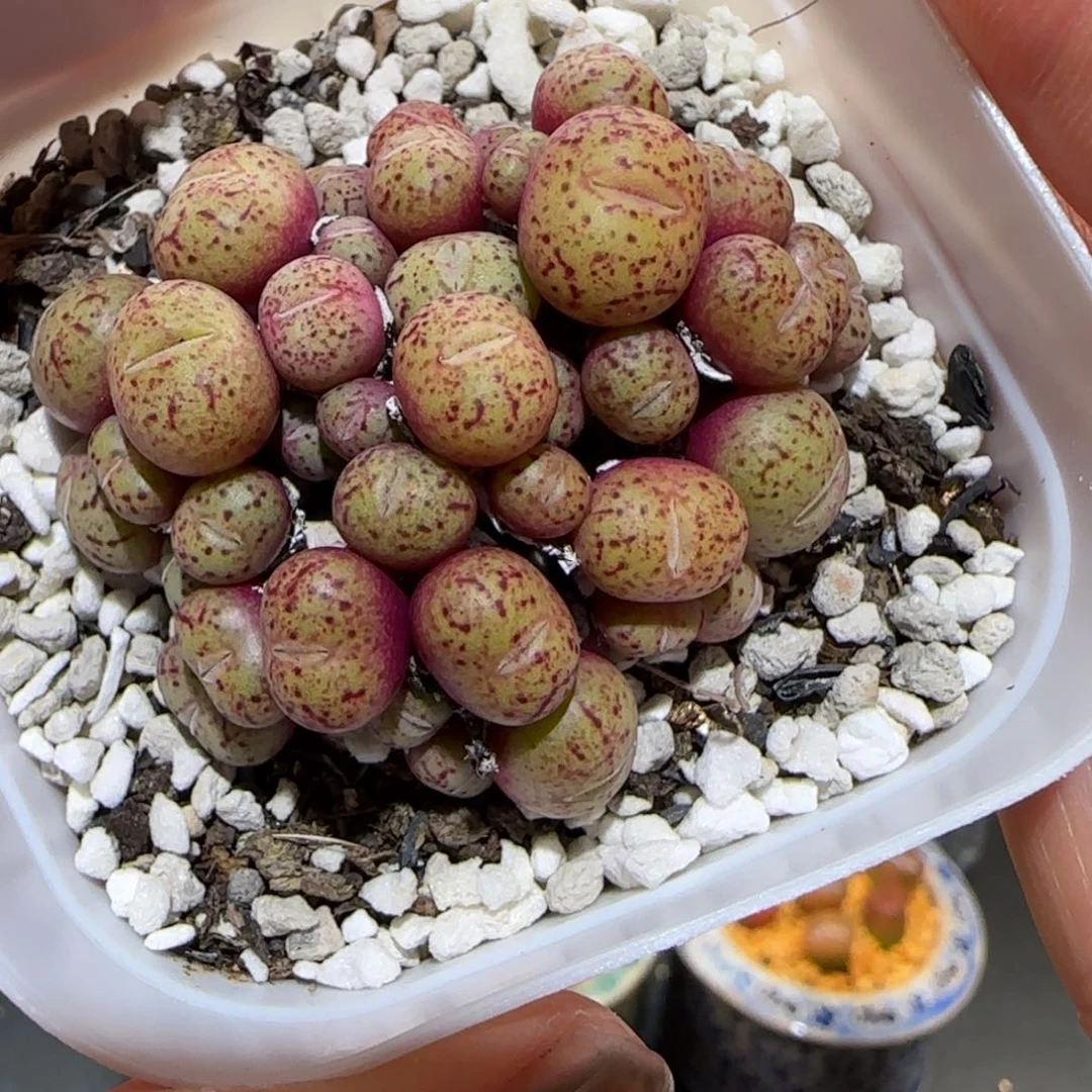 肉锥多肉植物百科-738