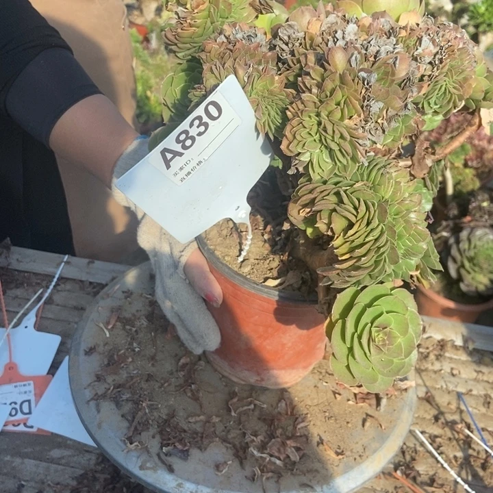 叶***头A830万圣节万圣节