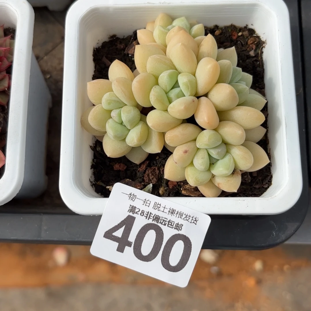 泡泡糖无盆土发货