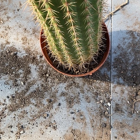 不知名18.9大毛花356789