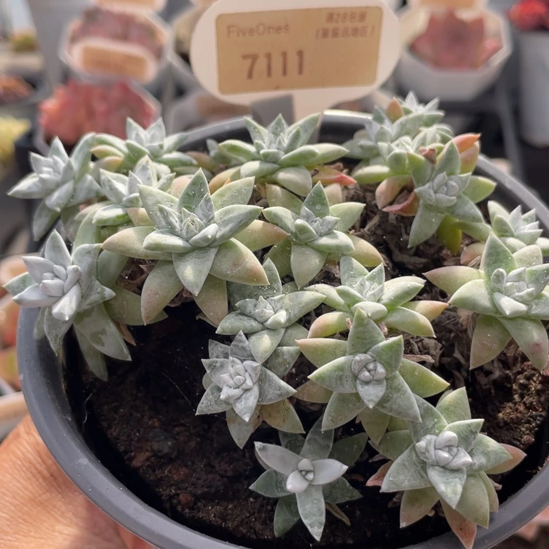 白菊7111-11.0厘米