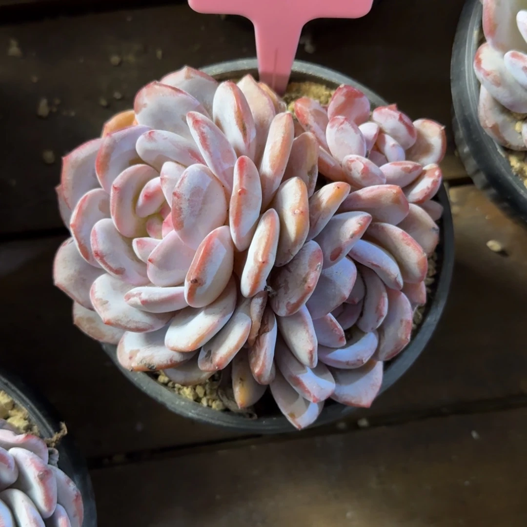 奶盖11111111111111111